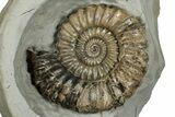 Ammonite (Androgynoceras) Fossil In Concretion - England #350694-1